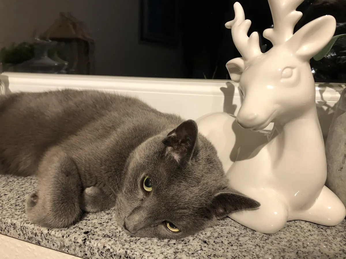 Graue Katze