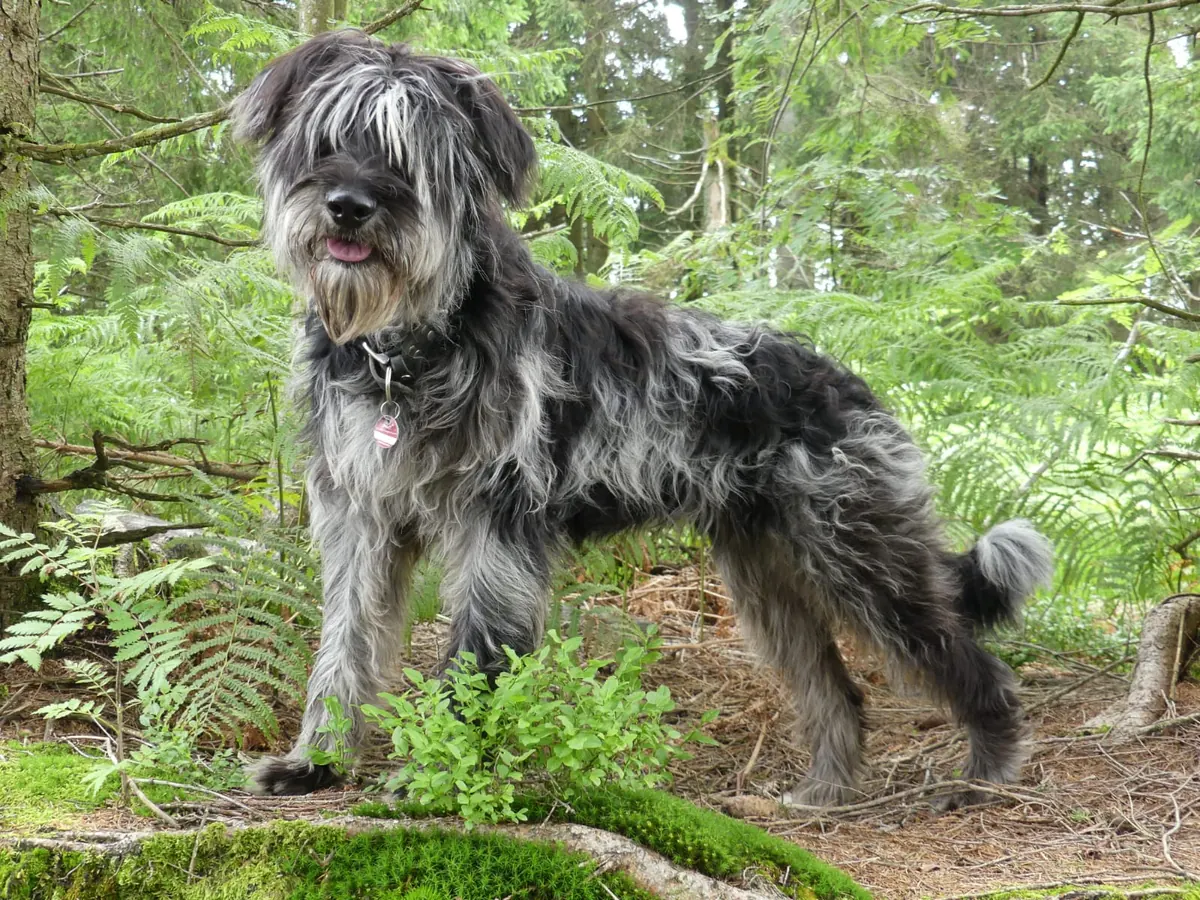 Hund im Wald