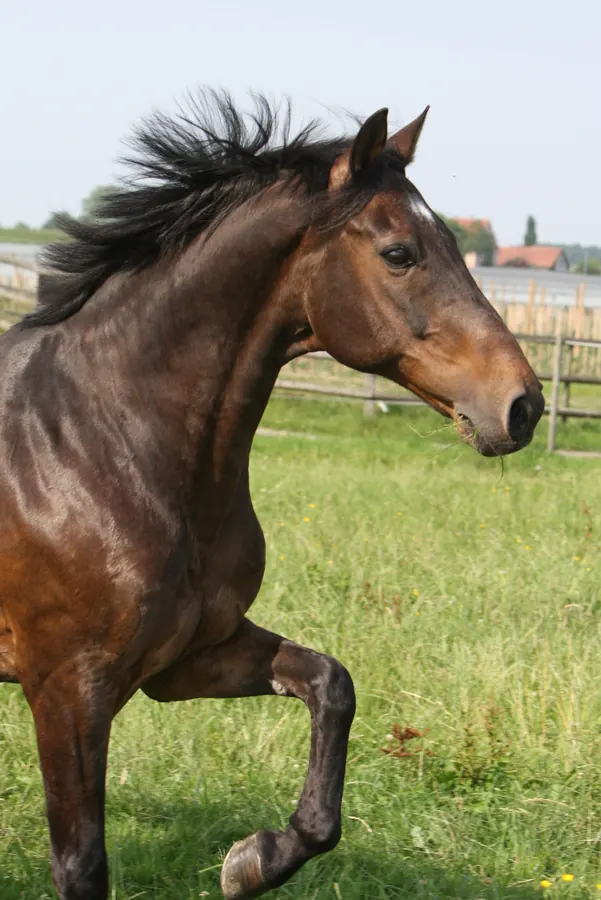 Pferd auf der Weide